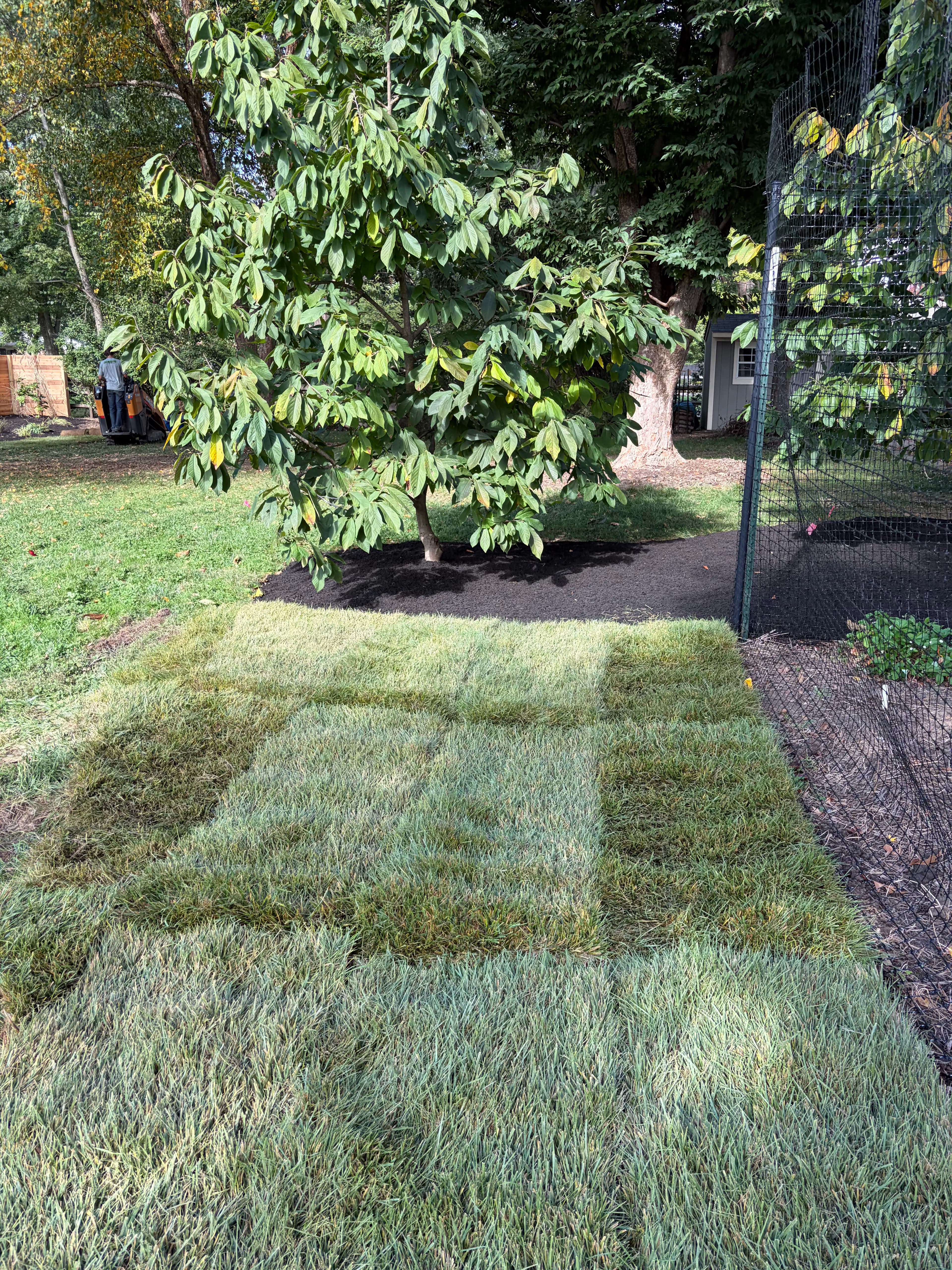 Project Fresh Sod and Fall Cleanup Give This Montgomery Yard a Clean Reset image