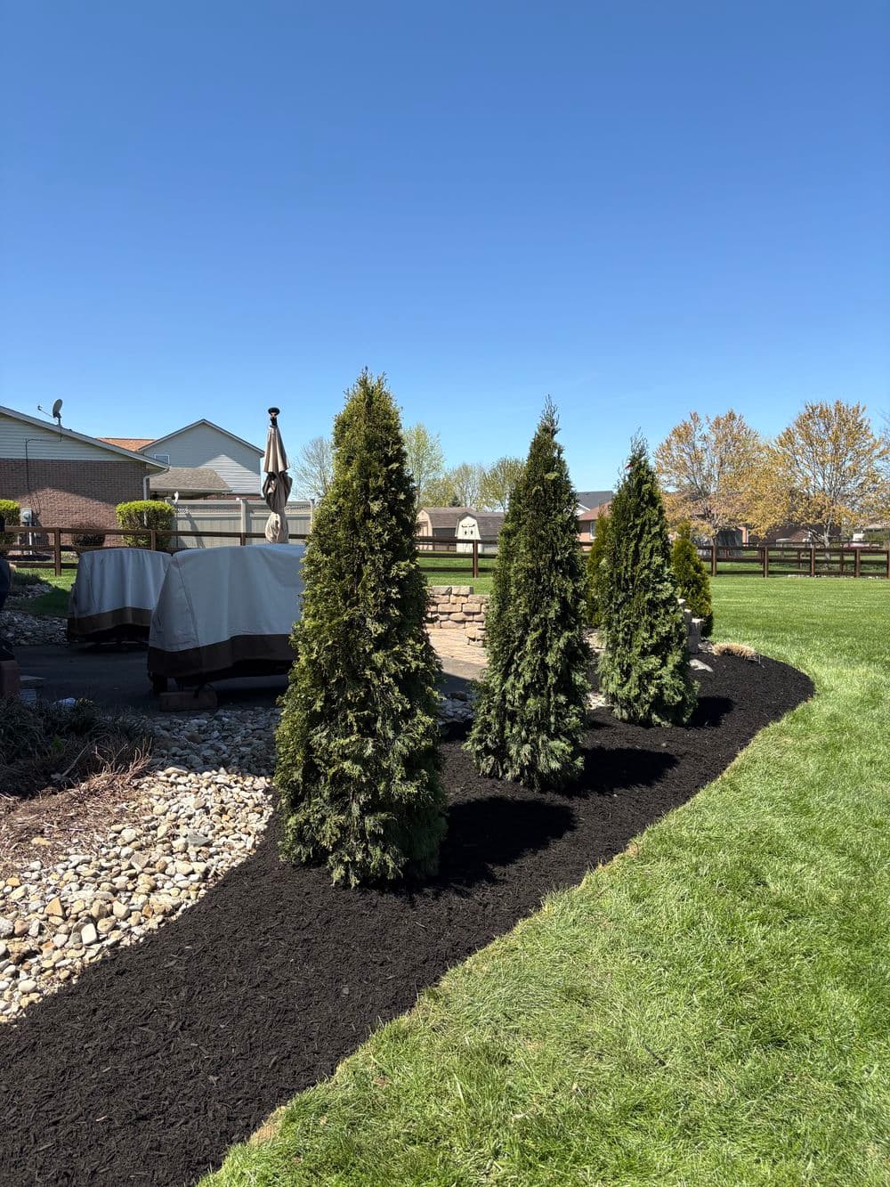 Row of tall evergreen trees along a landscaped garden path with mulch and blue sky.