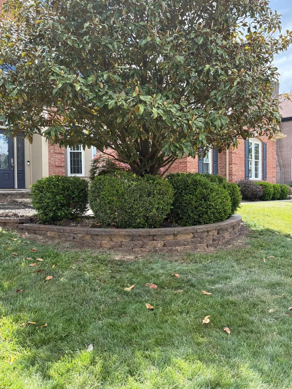 Magnolia tree with lush green shrubs in a landscaped front yard of a brick home.